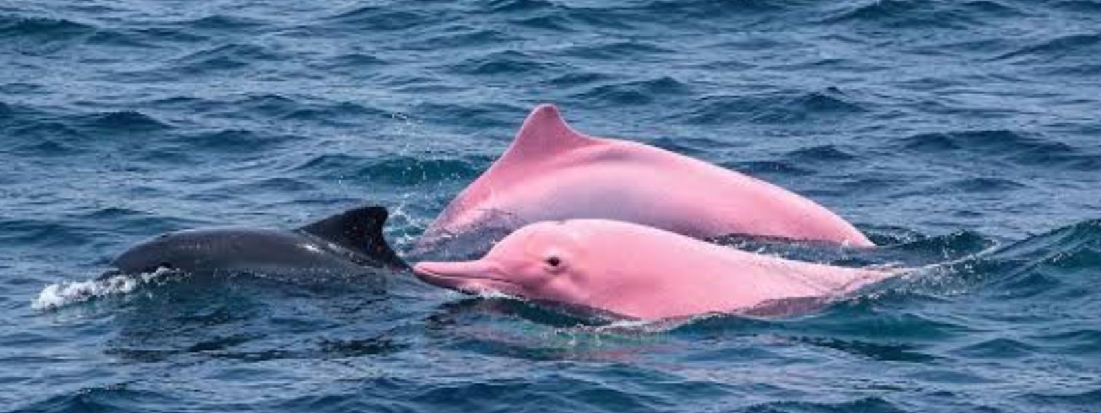 Pink Dolphin Spotted Off Oman's Coast